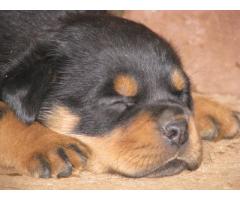 Camelwest Rottweilers puppies for sale