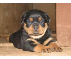 Camelwest Rottweilers puppies for sale