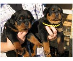 Camelwest Rottweilers puppies for sale