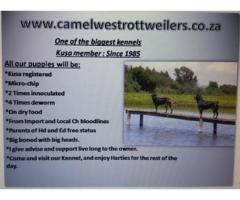 Camelwest Rottweilers puppies for sale