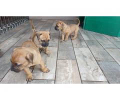 Beautiful Boerboel Puppies for sale - SORRY SOLD