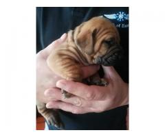 Beautiful Boerboel Puppies for sale - SORRY SOLD