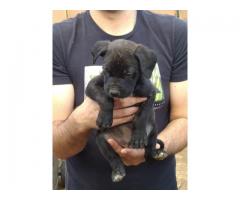 Boerboel puppies for sale in Pretoria