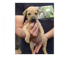 Boerboel puppies for sale in Pretoria