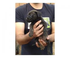 Boerboel puppies for sale in Pretoria