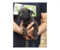 Boerboel puppies for sale in Pretoria