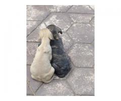 Boerboel puppies for sale in Pretoria