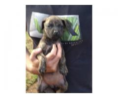 Boerboel puppies for sale in Pretoria