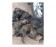 Boerboel puppies for sale in Pretoria