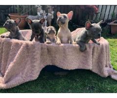 French Bulldog puppies for sale