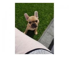 French Bulldog puppies for sale