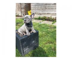 French Bulldog puppies for sale