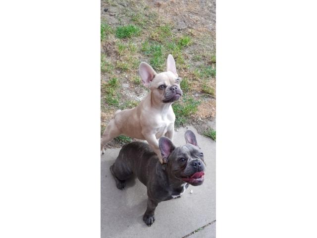 puppies bulldog french