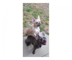 French Bulldog puppies for sale