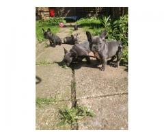 French Bulldog puppies for sale