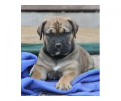 PEDIGREE BOERBOEL PUPPIES AVAILABLE