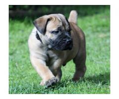 PEDIGREE BOERBOEL PUPPIES AVAILABLE