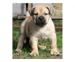 PEDIGREE BOERBOEL PUPPIES AVAILABLE