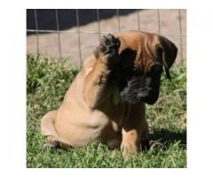 PEDIGREE BOERBOEL PUPPIES AVAILABLE