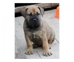 PEDIGREE BOERBOEL PUPPIES AVAILABLE