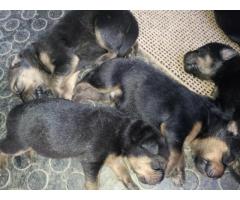 German Shepherd cross Rottweiler puppies for sale