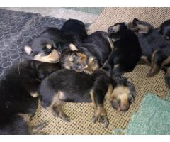 German Shepherd cross Rottweiler puppies for sale