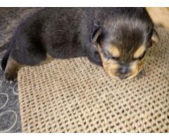 German Shepherd cross Rottweiler puppies for sale