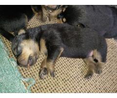 German Shepherd cross Rottweiler puppies for sale