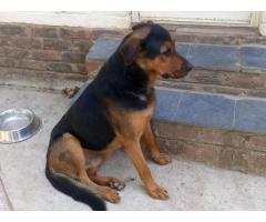 German Shepherd cross Rottweiler puppies for sale