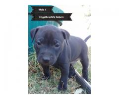 SADBA Registered American Pitbull Terriers for sale