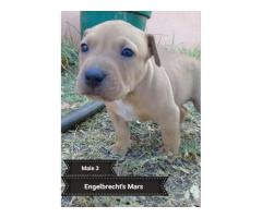 SADBA Registered American Pitbull Terriers for sale