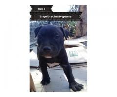 SADBA Registered American Pitbull Terriers for sale