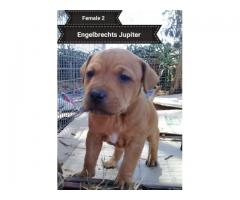 SADBA Registered American Pitbull Terriers for sale