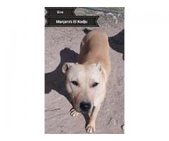 SADBA Registered American Pitbull Terriers for sale