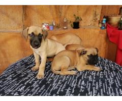 Thoroughbred Female Boerboel Puppies For Sale - Sorry SOLD
