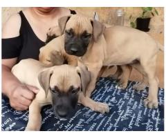 Thoroughbred Female Boerboel Puppies For Sale - Sorry SOLD