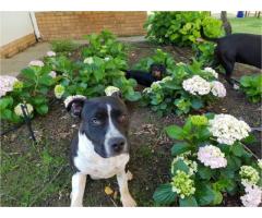 American Staffordshire terrier puppies for sale