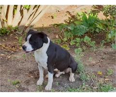 American Staffordshire terrier puppies for sale