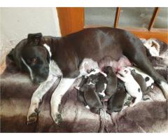 American Staffordshire terrier puppies for sale