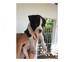 American Staffordshire terrier puppies for sale