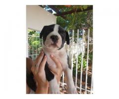 American Staffordshire terrier puppies for sale