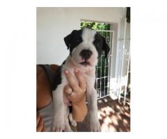 American Staffordshire terrier puppies for sale