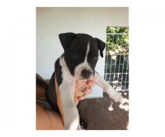 American Staffordshire terrier puppies for sale