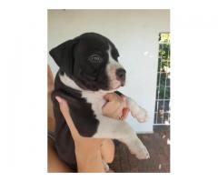 American Staffordshire terrier puppies for sale