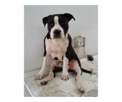 American Staffordshire terrier puppies for sale