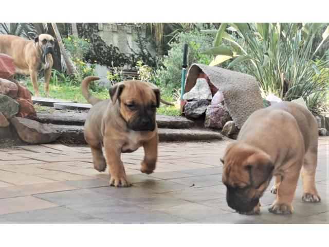 Giant boerboel puppies for sales sale