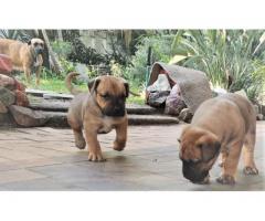 Giant size boerboel puppies for sale - SORRY SOLD