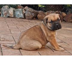 Giant size boerboel puppies for sale - SORRY SOLD