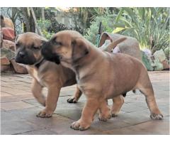 Giant size boerboel puppies for sale - SORRY SOLD