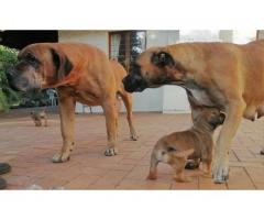 Giant size boerboel puppies for sale - SORRY SOLD